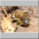 Megachile willughbiella - Blattschneiderbiene w03c 14mm beim Blatteintrag - Sandgrube Niedringhaussee fdet10.jpg